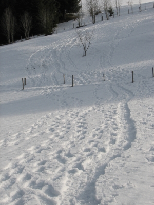 Spuren im Schnee