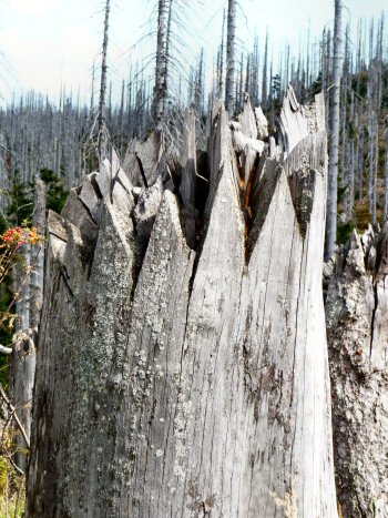 2009.09.10 Lusen 11 2009.09.10 Lusen 11