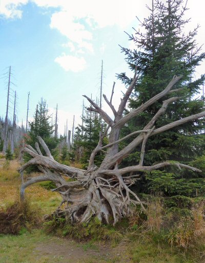 2009.09.10 Lusen 12 2009.09.10 Lusen 12