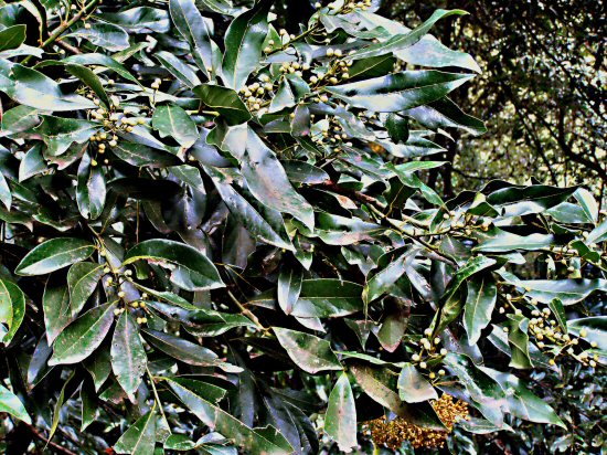 4 (3) Loorberrb�ume ( Laurisilva)