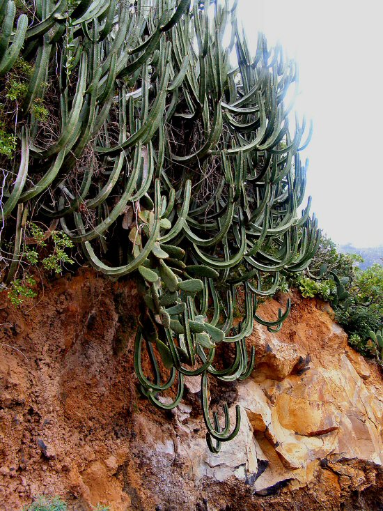 7 (11) Suleneuphorbien