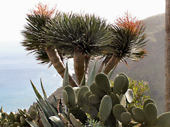 7 (1) Drachenbaumblte