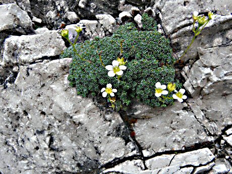 DAV-Sextener Dolomiten 056