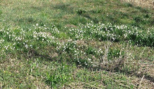 M�rzenbecher 2012 Pf�rrich (17)