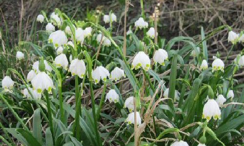 M�rzenbecher 2012 Pf�rrich (19)