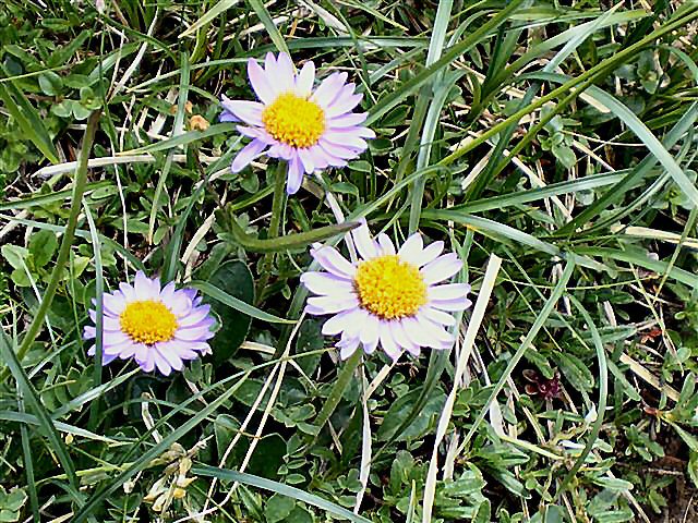 Schnberg-Galinakopf 027