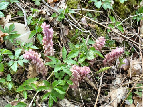 Schrappenwurz IMG_0022