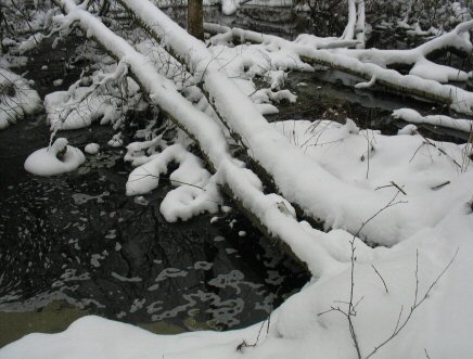 Bieberdamm IMG_130302